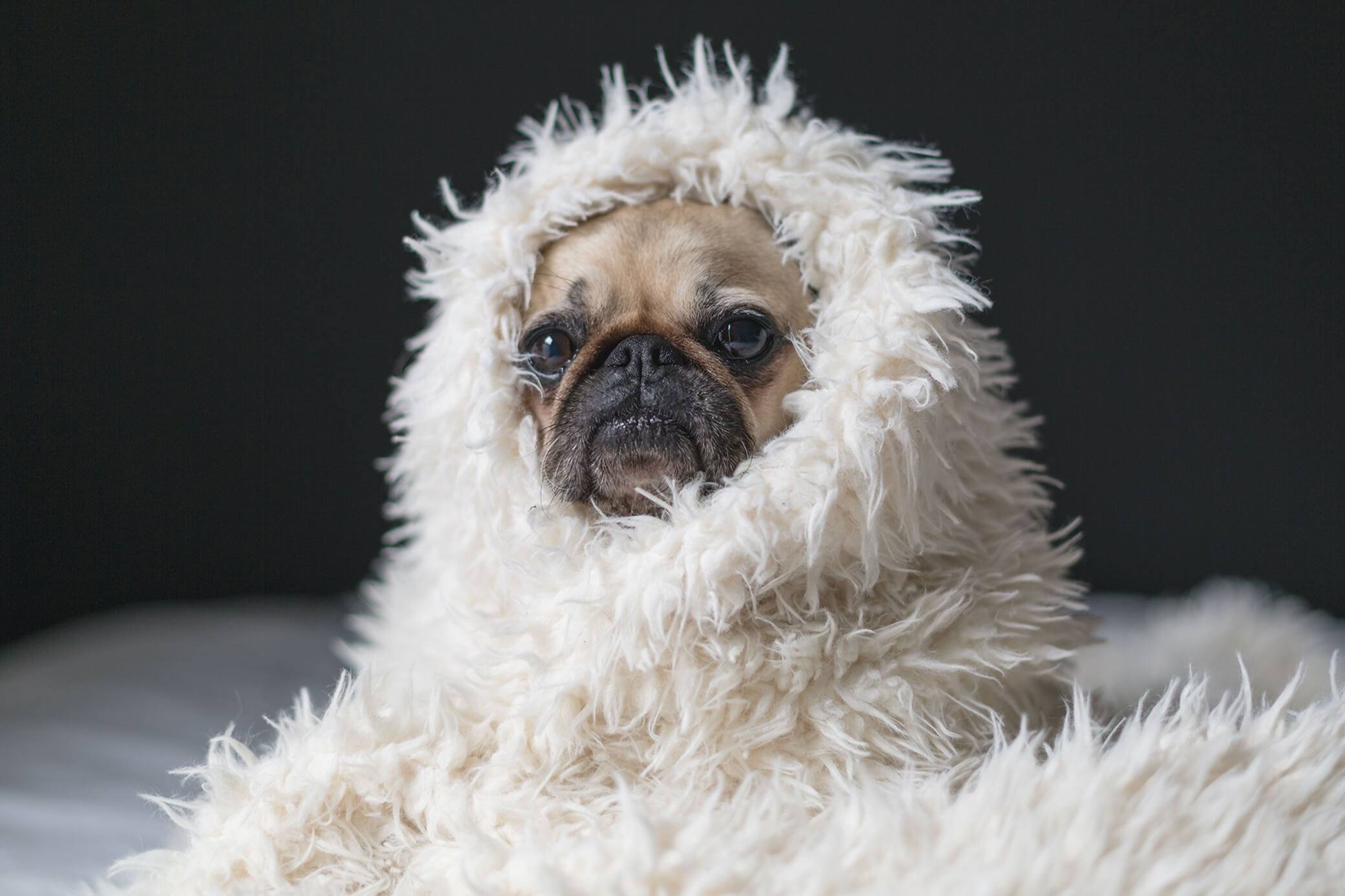 Mops Hund in warme, weiße Decke eingehüllt
