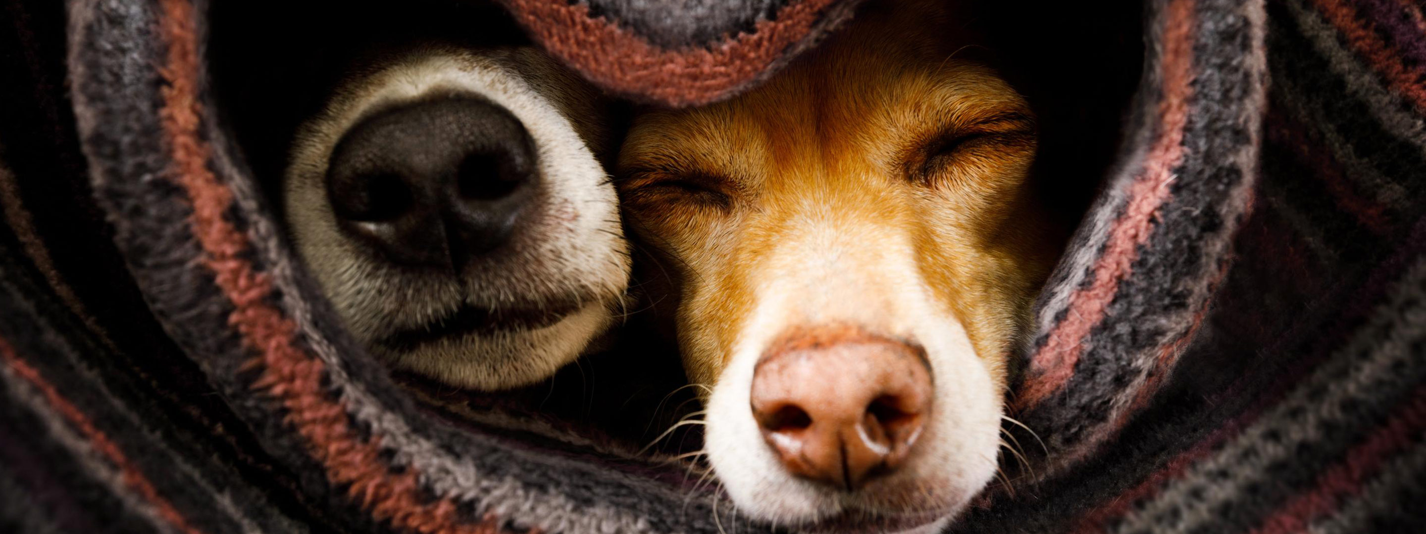 Zwei Hunde in eine herzförmige Decke gewickelt