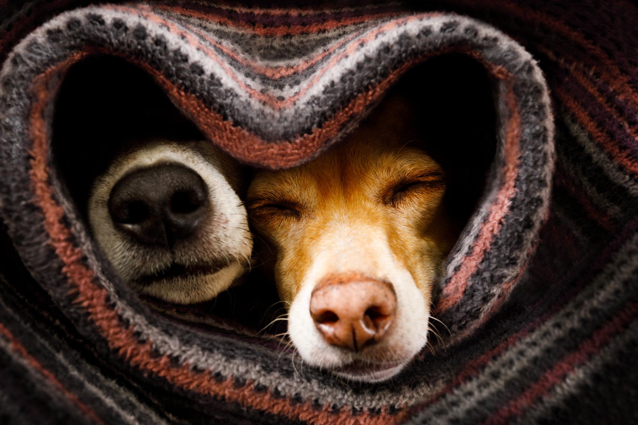 Zwei Hunde liegen unter einer Decke und nur die Nasen schauen heraus