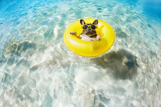 Ein Frenchie in einem Schwimmring schwimmt in einem Pool Französische Bulldogge mit gelber Sonnenbrille in gelbem Schwimmring auf klarem Wasser.