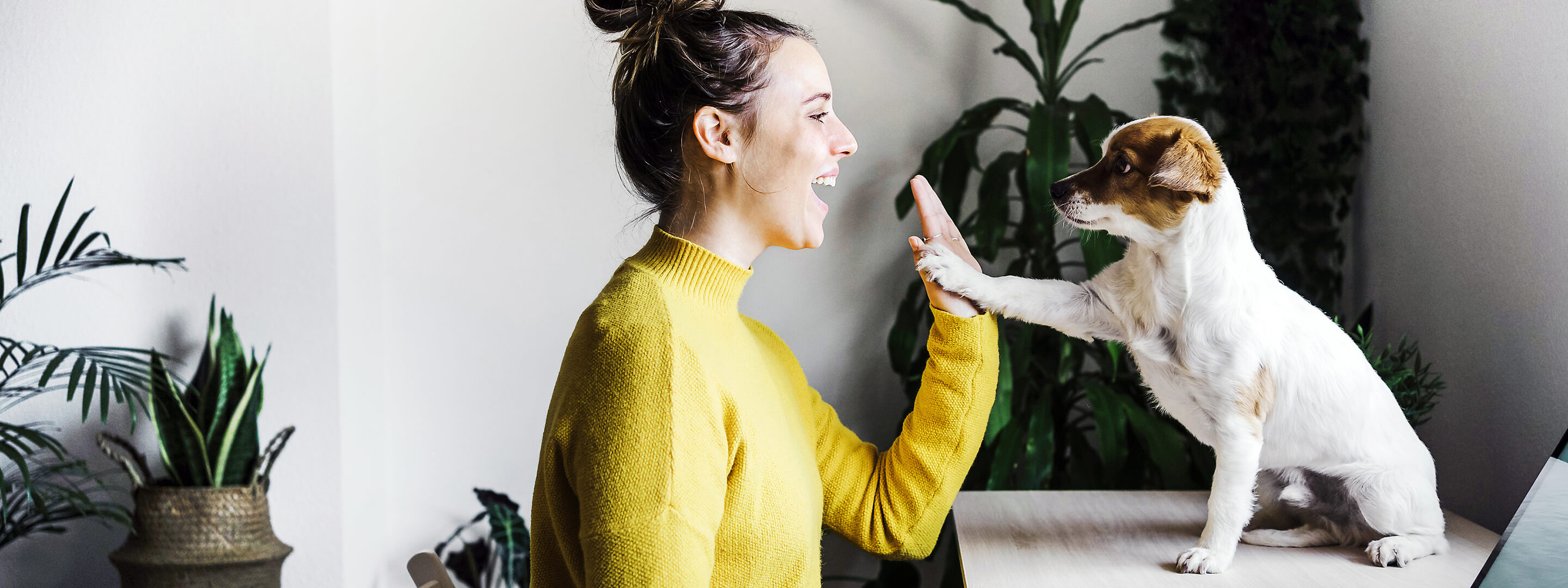 Frau am Schreibtisch mit Hund im Home-Office machen High Five