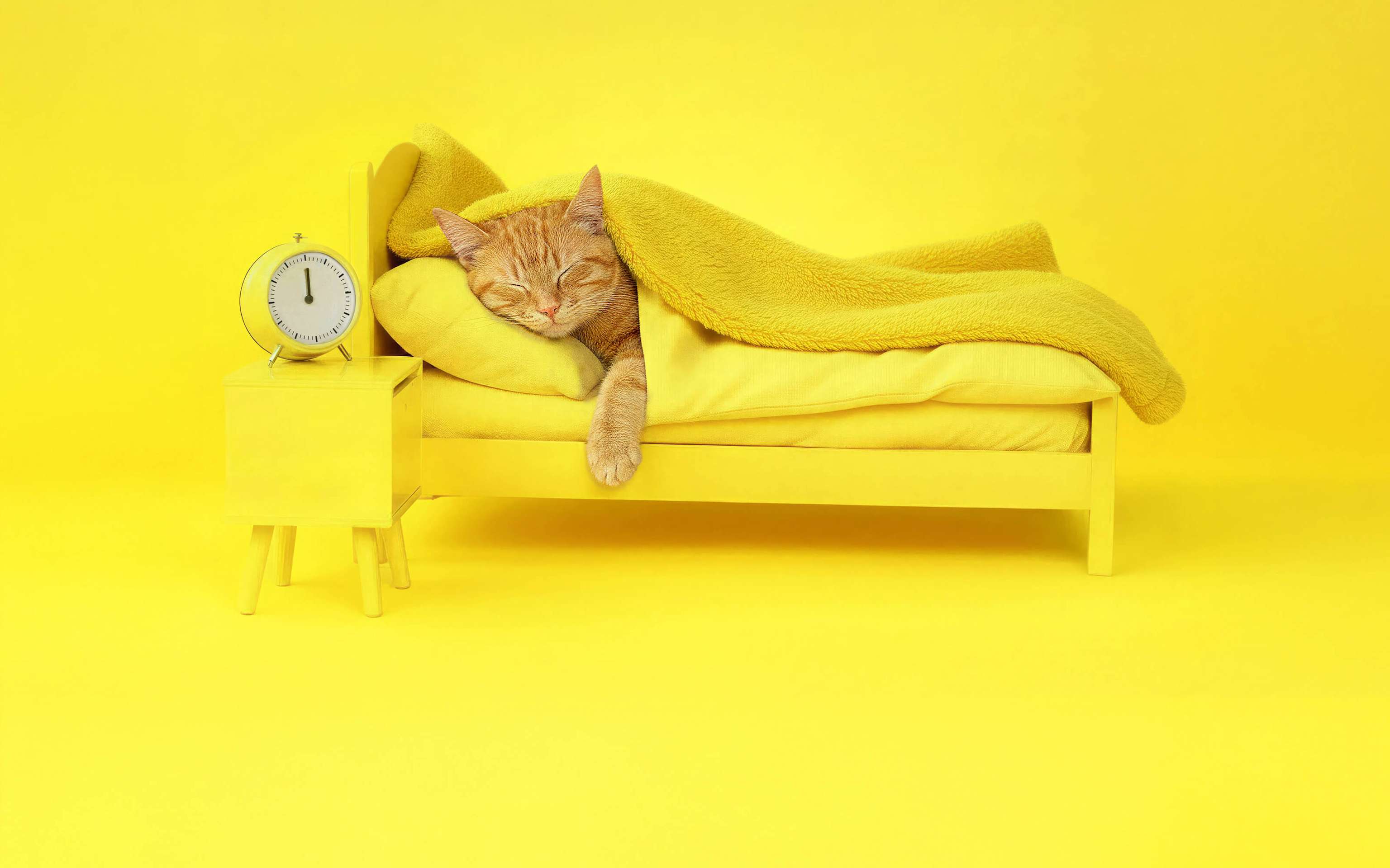 Hol dir jetzt Nachtstrom für deine Speicherheizung Eine schlafende Katze im Bett mit Wecker daneben - KI generiert