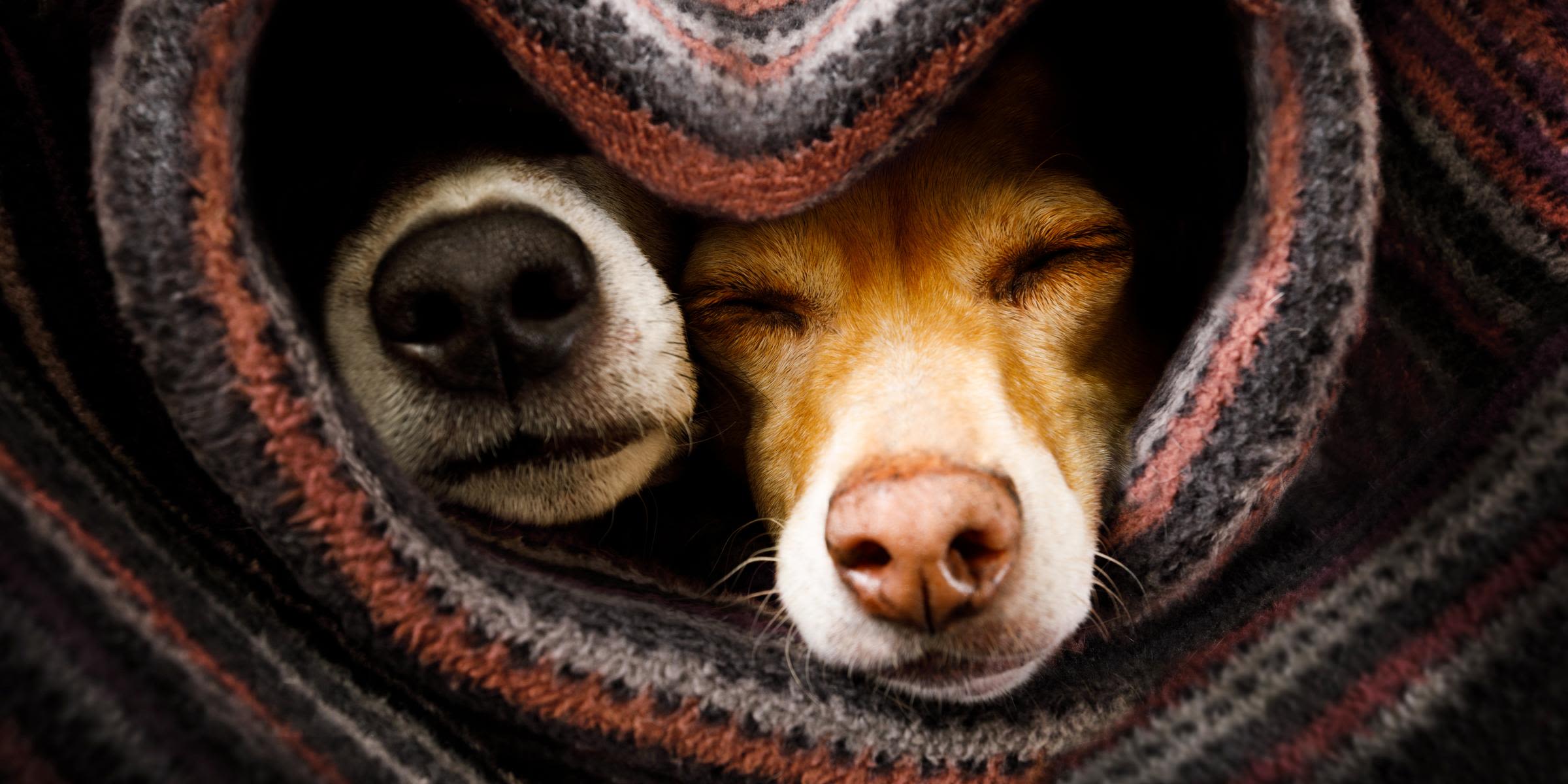 Auf zu deinem gemütlichem Zuhause mit Nachtspeicherheizung. Zwei Hunde in eine herzförmige Decke gewickelt