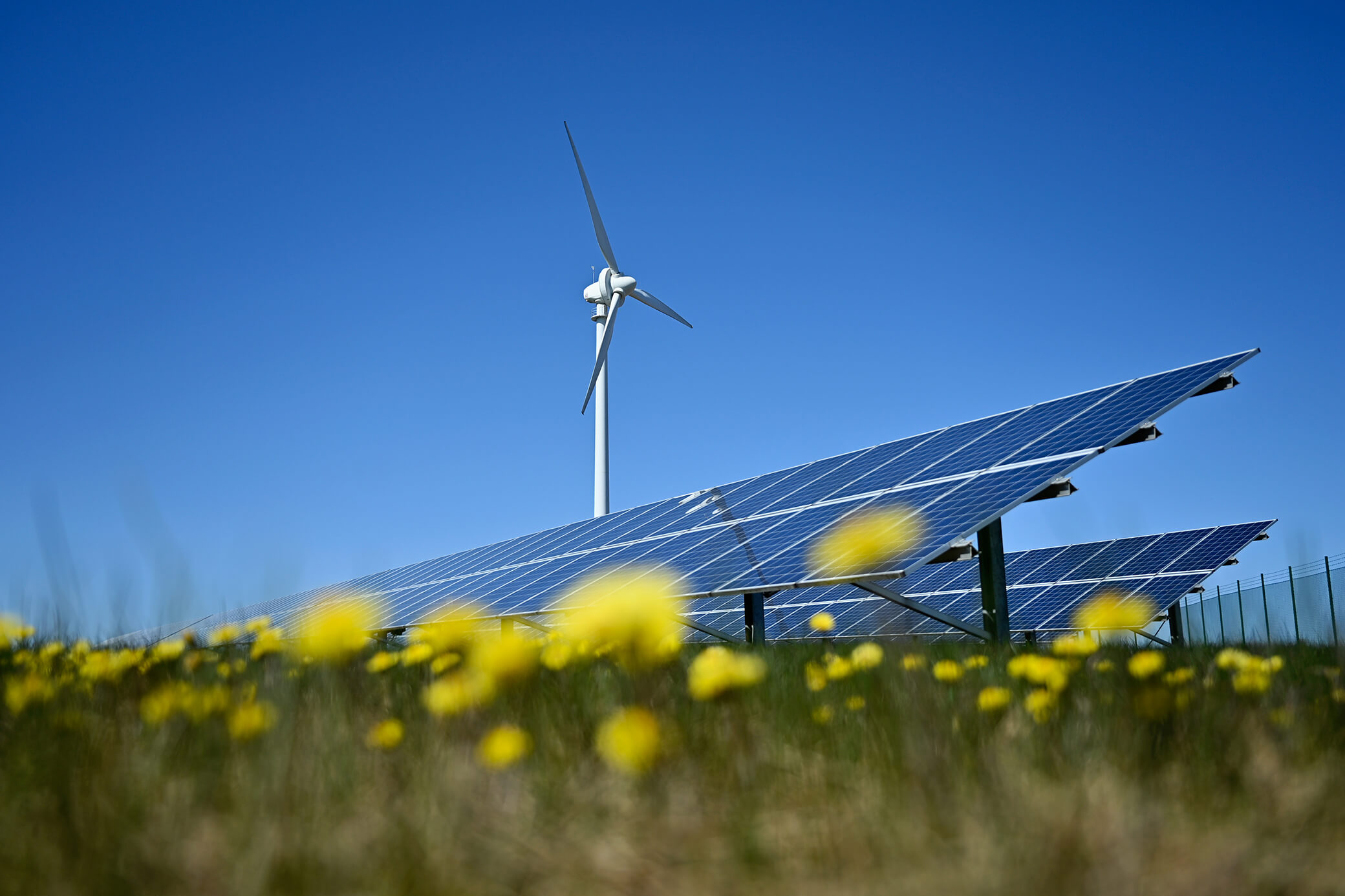 Eine Windenergieanlage und Solarpark im Blumenfeld
